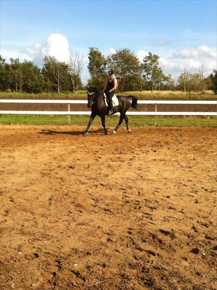 Oldenborg Maverick Mit et og alt!! :-* <3 - En hest er også en hest uden rytter, men en rytter uden sin hest er "bare" et menneske. billede 12