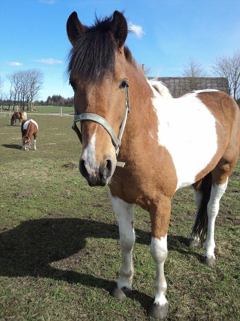 Pinto Graffiti - 1.
Velkommen til Graffit's profil(-;

Den dejlige fotomodel(-;Må ikk skiftes billede 1