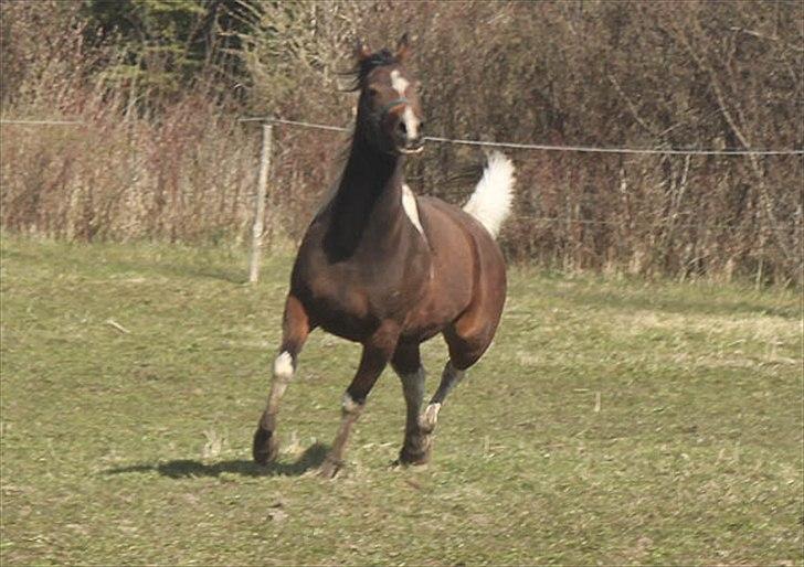 Pinto Araber Unique Savage Rose billede 18