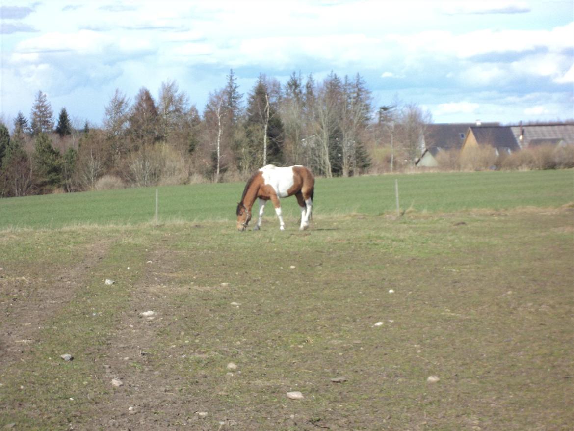 Pinto Graffiti - 6.
Dejlig at man bare kan stå(-; billede 6