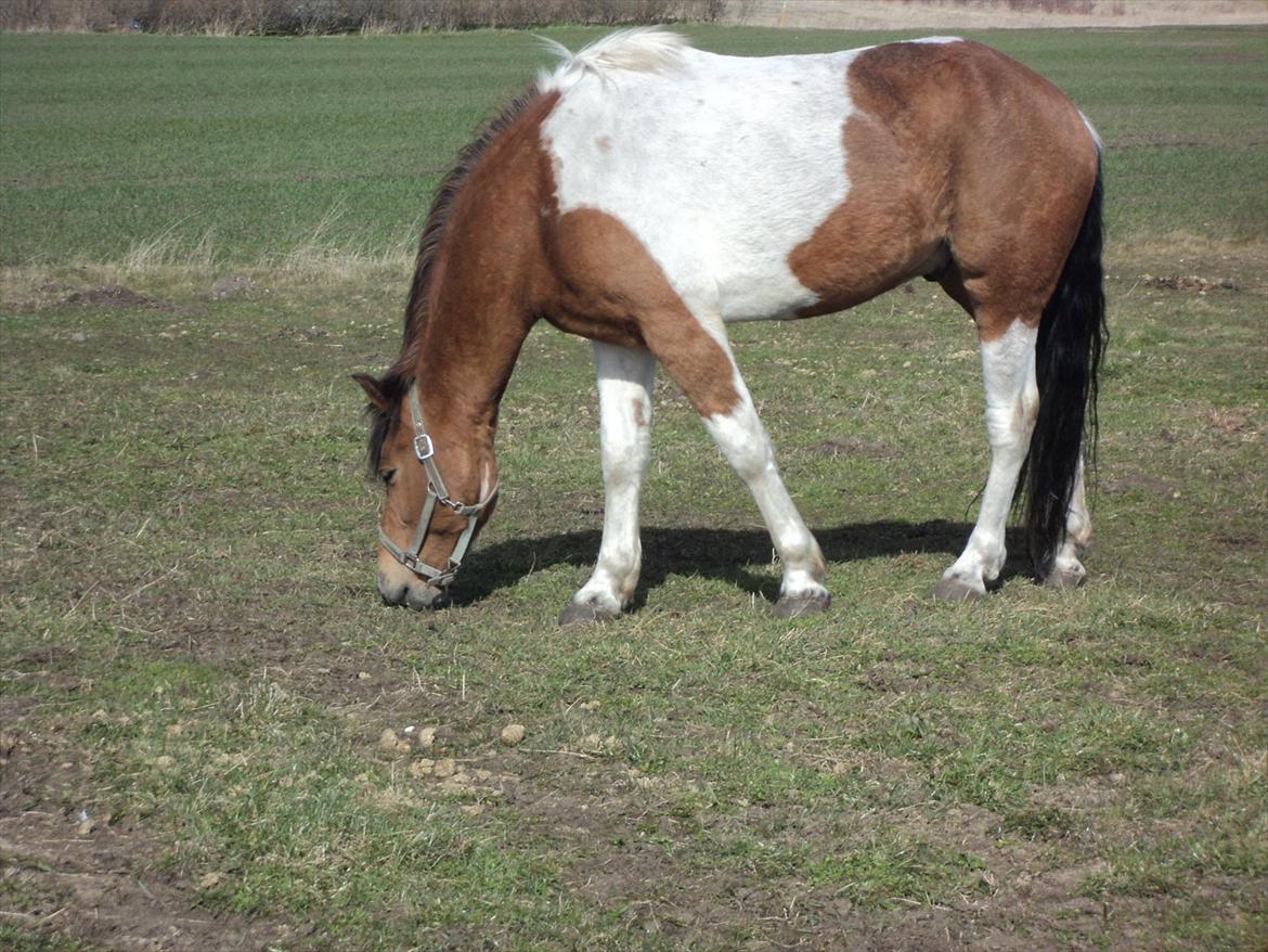 Pinto Graffiti - 7.
Grææææææs(-; billede 7