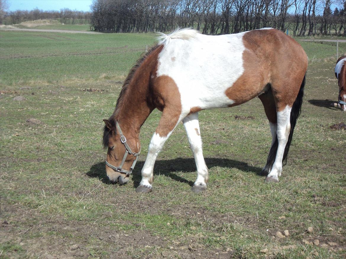 Pinto Graffiti - 8.
Muuuuums græææææs(-; billede 8