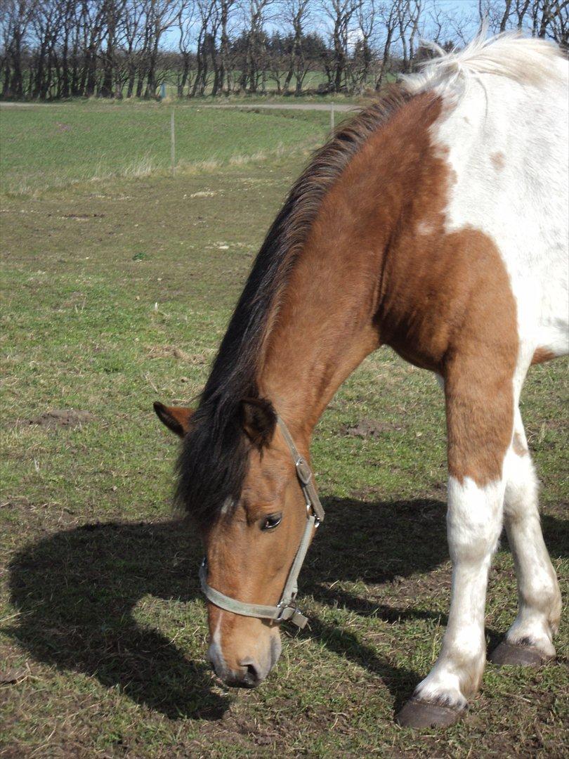 Pinto Graffiti - 9.
Nær billede af modelen(-;Må ikke skiftes billede 9
