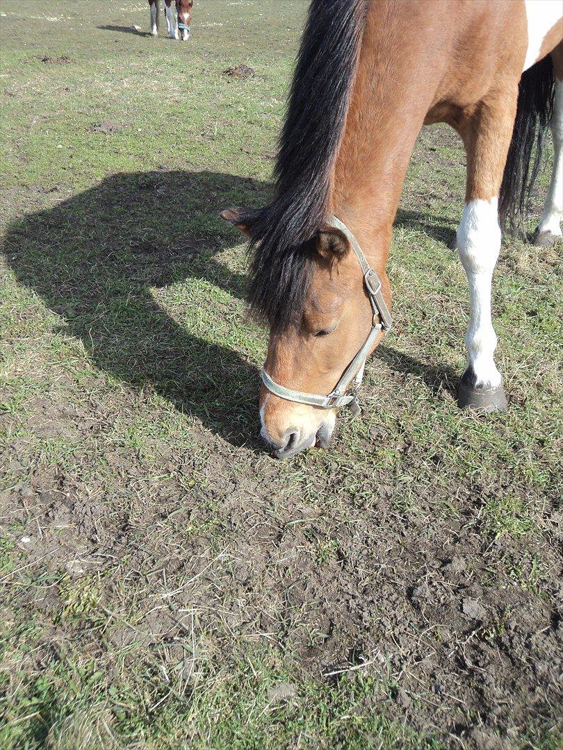 Pinto Graffiti - 10.
Åh nej nu skal man snart ind(-; billede 10