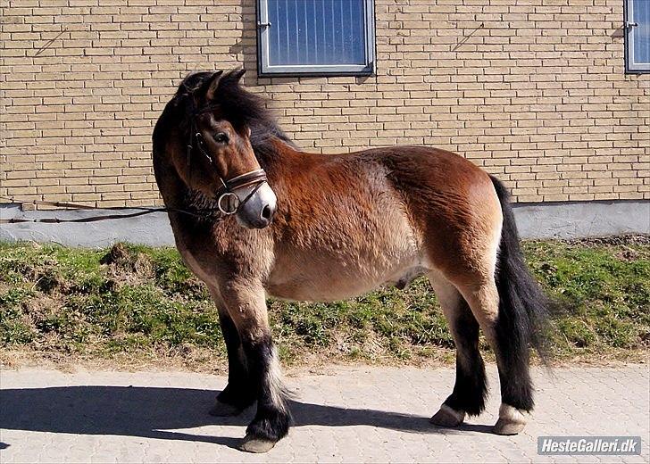 Nordsvensk Skovhest Lukas billede 1