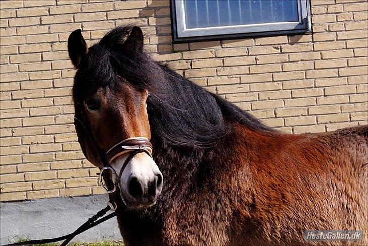 Nordsvensk Skovhest Lukas billede 2