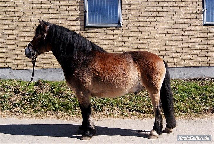 Nordsvensk Skovhest Lukas billede 3