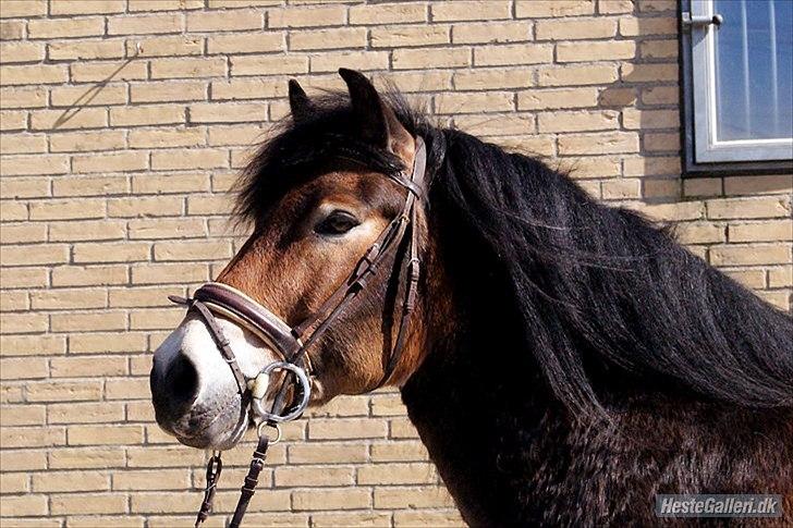 Nordsvensk Skovhest Lukas billede 4