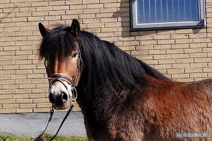 Nordsvensk Skovhest Lukas billede 5