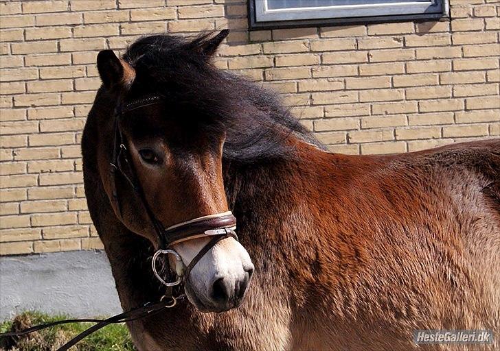 Nordsvensk Skovhest Lukas billede 6