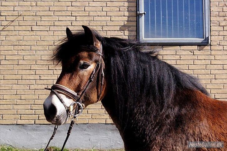 Nordsvensk Skovhest Lukas billede 7