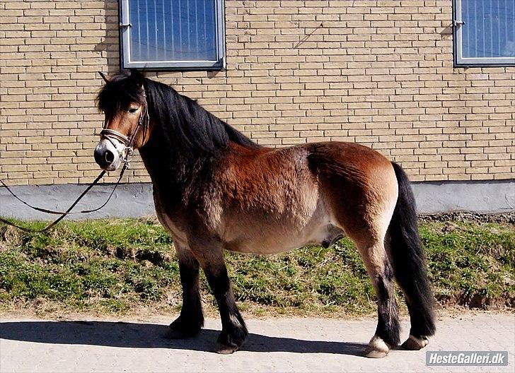 Nordsvensk Skovhest Lukas billede 8
