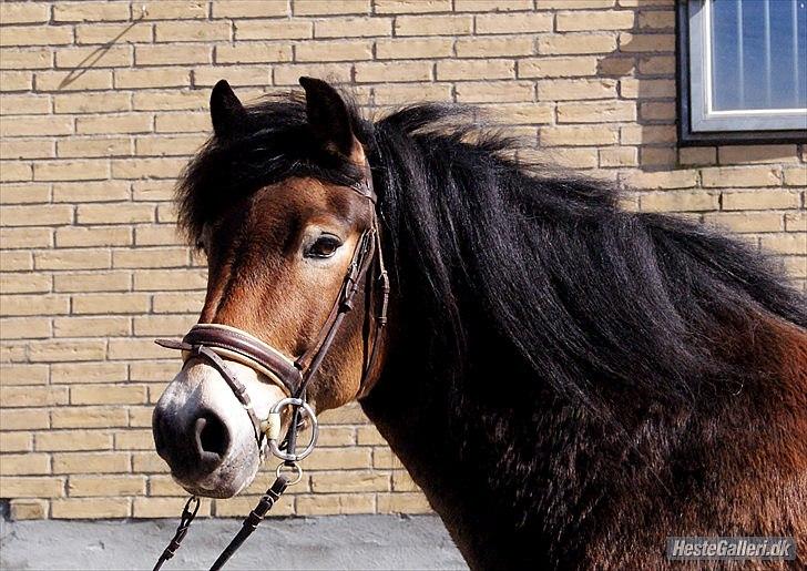 Nordsvensk Skovhest Lukas billede 9