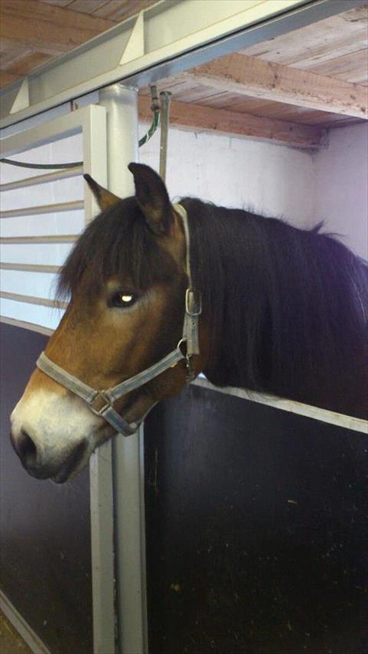 Nordsvensk Skovhest Lukas - Første dag i sit nye hjem <3 billede 10