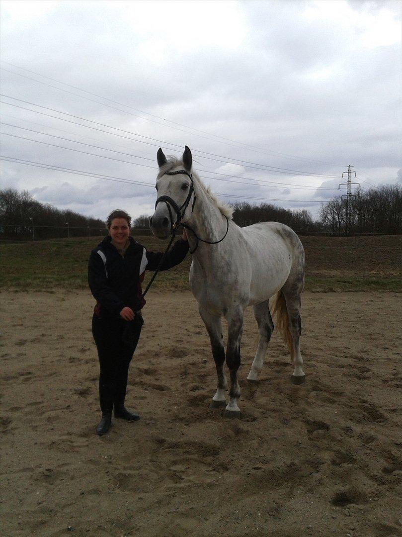 Polsk Varmblod My Little Boy billede 13