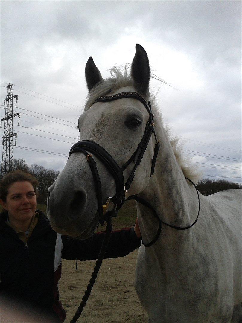 Polsk Varmblod My Little Boy - Boy har fået øje på en kat. billede 14