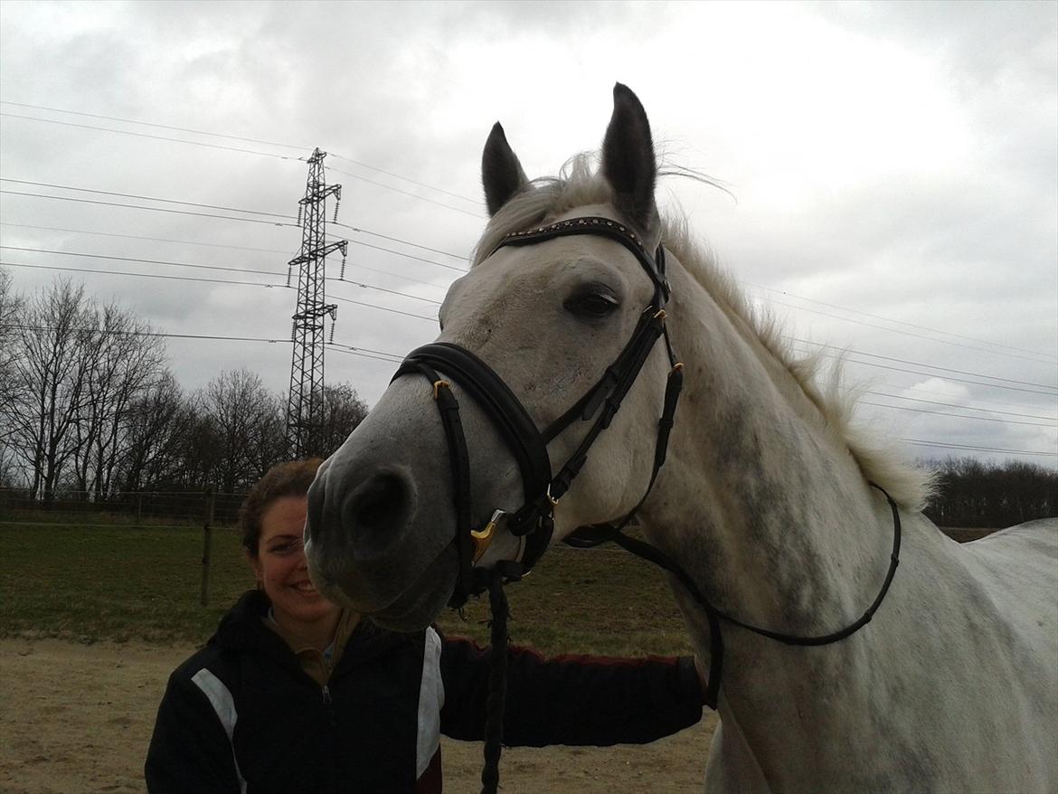 Polsk Varmblod My Little Boy billede 12