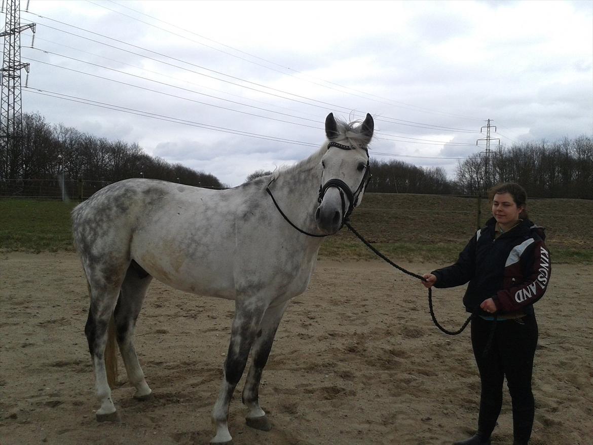 Polsk Varmblod My Little Boy billede 11