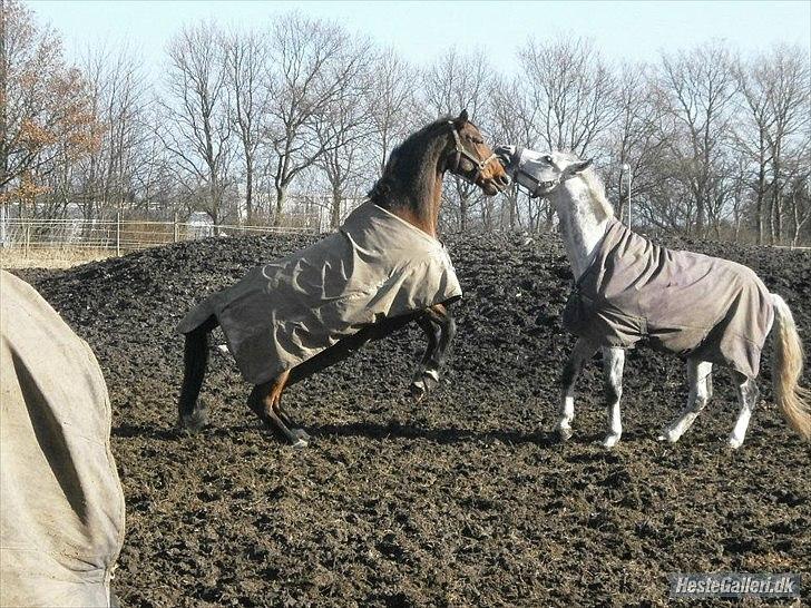 Polsk Varmblod My Little Boy - My Little Boy leger grime leg med sin foldven. 2 vilde vallakker :) billede 15