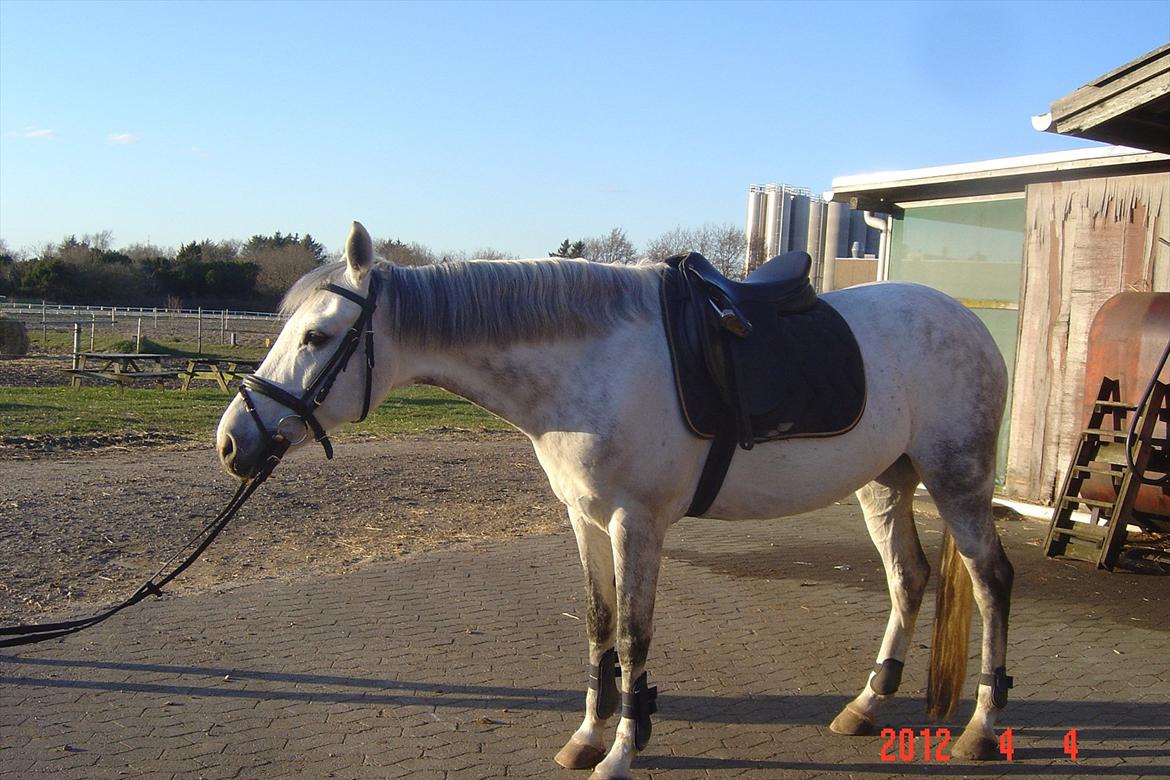 Hollandsk Sportspony V.P. Hestia - Hestia billede 6