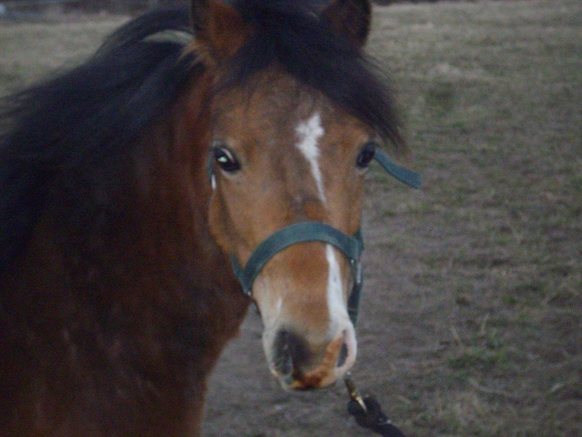 Welsh Mountain (sec A) Llwynneath Jennywren  R.I.P  - er lige kommet til mit nye hjem. d. 8 april. 2012  billede 3