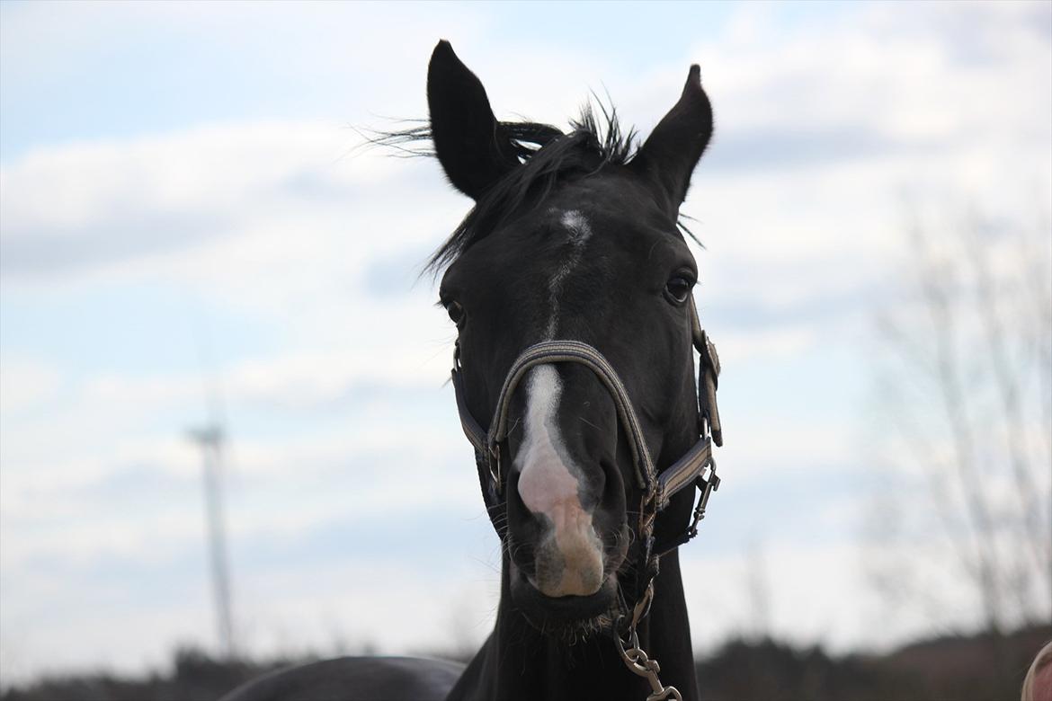 Dansk Varmblod Østersøens Hotshot BRDH  billede 12