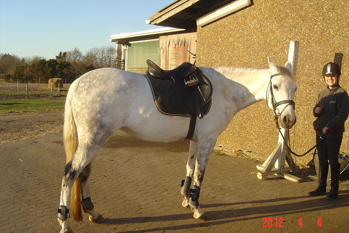 Hollandsk Sportspony V.P. Hestia - Hestia efter halvpartshold onsdag :) billede 7