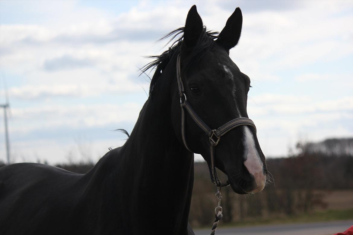 Dansk Varmblod Østersøens Hotshot BRDH  billede 13