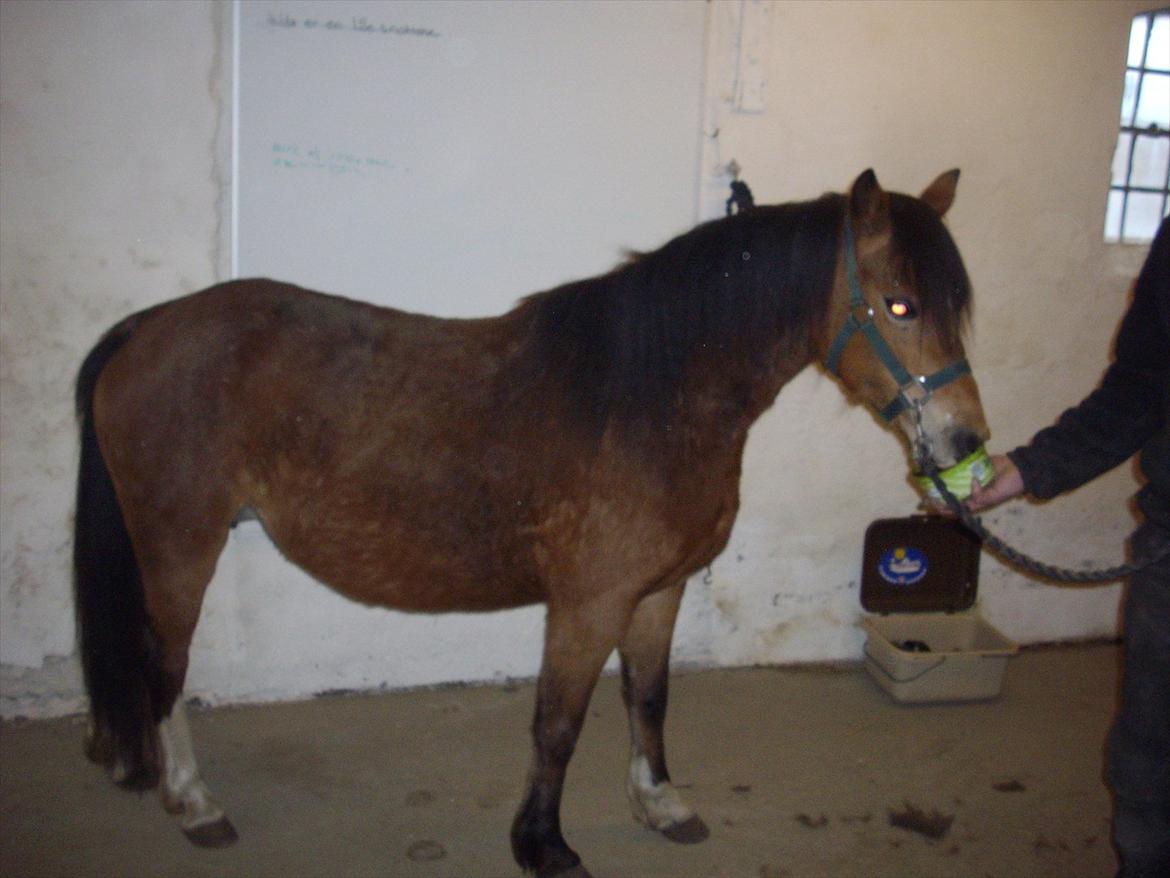 Welsh Mountain (sec A) Llwynneath Jennywren  R.I.P  - Får lige lidt slikkesten/guf  billede 4