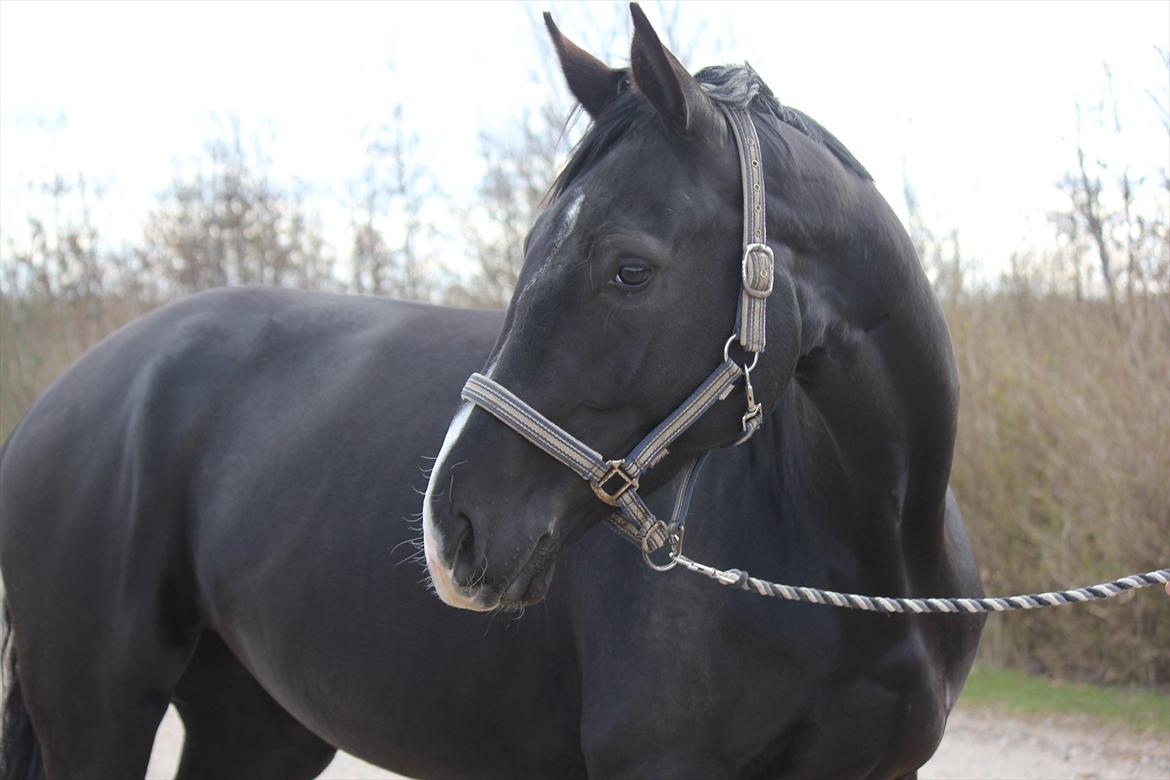 Dansk Varmblod Østersøens Hotshot BRDH  billede 3