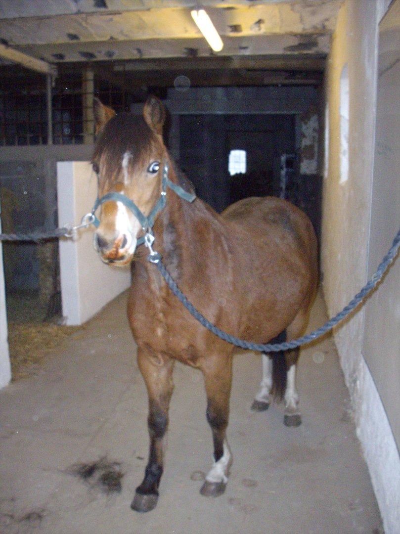 Welsh Mountain (sec A) Llwynneath Jennywren  R.I.P  - er lige blevet børstet lidt  billede 5