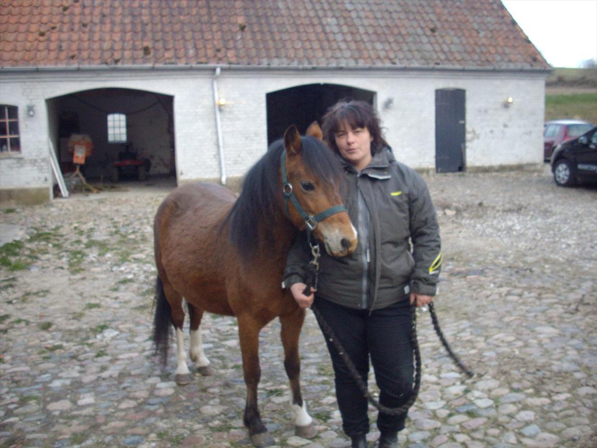 Welsh Mountain (sec A) Llwynneath Jennywren  R.I.P  - Lige ude og se os lidt omkring  billede 7