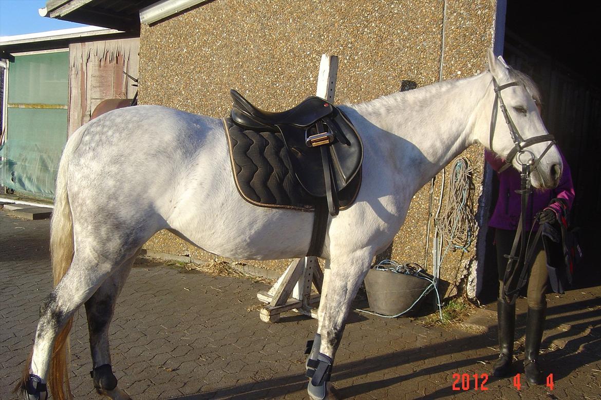 Hollandsk Sportspony V.P. Hestia - Hestia og Sandra <3 billede 8