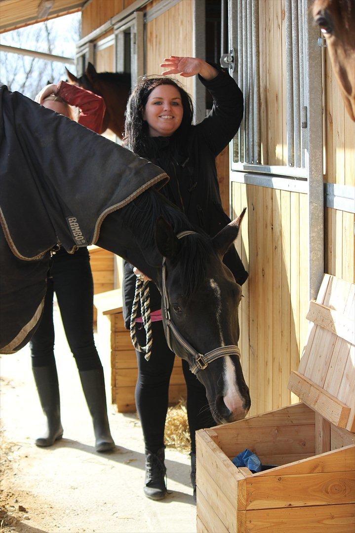 Dansk Varmblod Østersøens Hotshot BRDH  billede 14