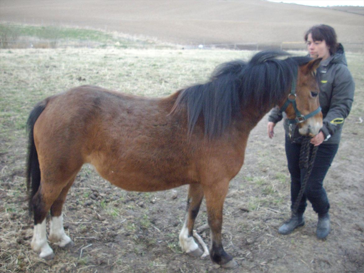 Welsh Mountain (sec A) Llwynneath Jennywren  R.I.P  - Er lige ude og se folden  billede 6