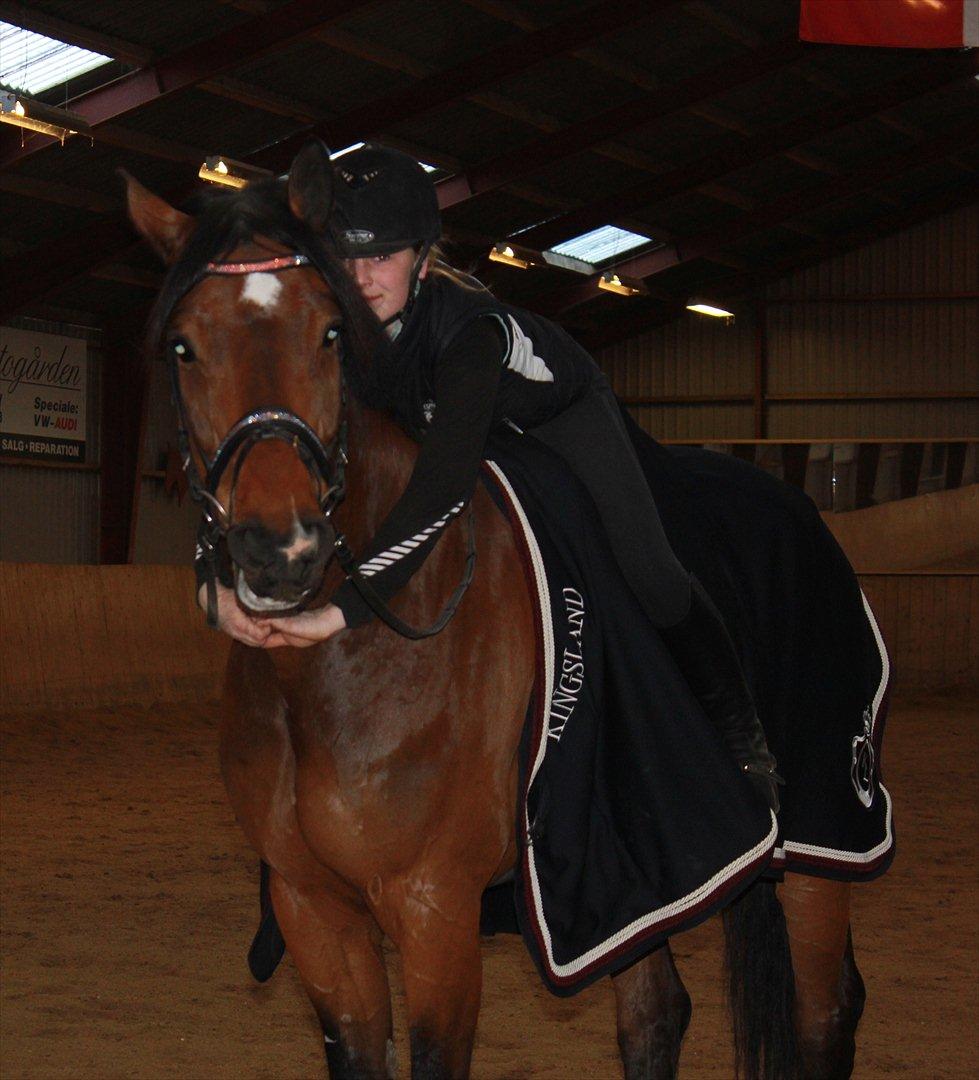 Dansk Varmblod Moresco Essenbæk - Moresco efter træning forår 2012 billede 14