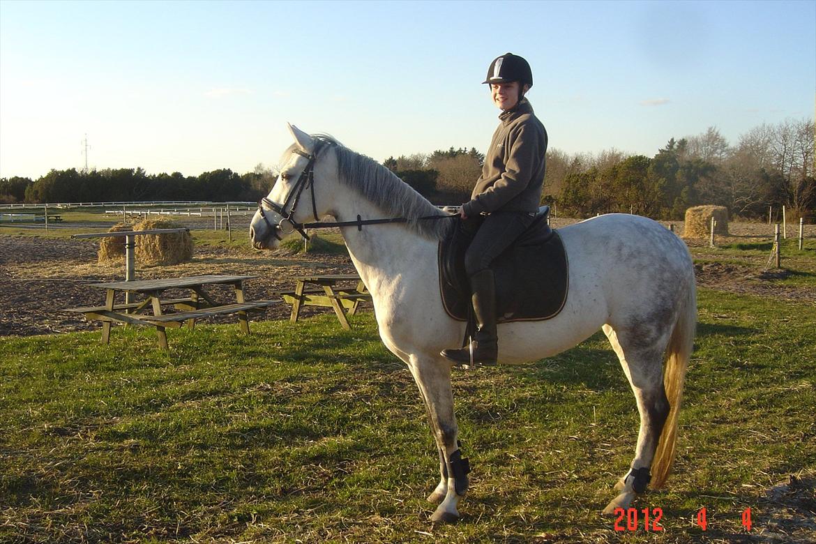 Hollandsk Sportspony V.P. Hestia billede 9