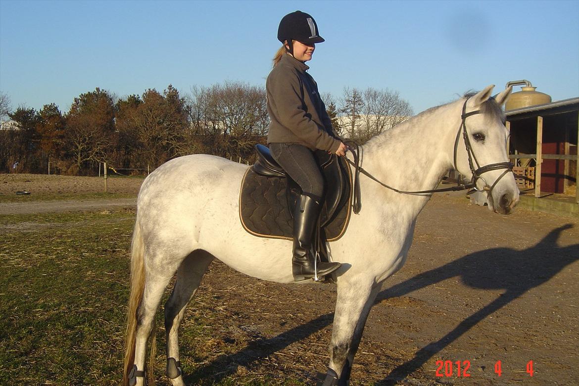 Hollandsk Sportspony V.P. Hestia billede 10