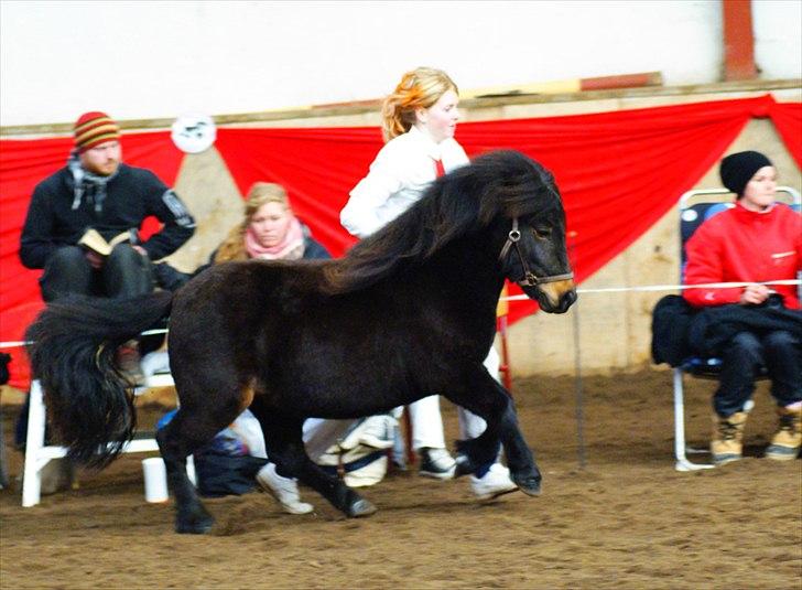 Shetlænder Ejstrups Perle - Foto : HJ - foto billede 17