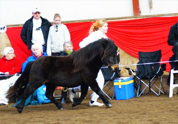 Shetlænder Ejstrups Perle - Foto : HJ - foto billede 18