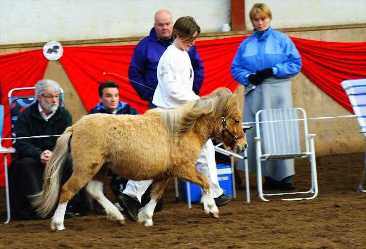 Shetlænder Aladdin af Bjørholm - 7/4-12. Fremvisning i trav til plagskue i Vestbirk, fik et flot 8-tal på trods af vækst. (fotograf: Helena Jørgensen) billede 14