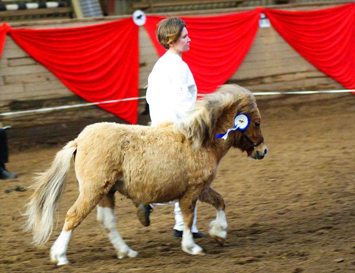 Shetlænder Aladdin af Bjørholm - 7/4-12. Æresrunden med sin blå roset til plagskuet i Vestbirk. Den blev lige i galop da vi kom senere afsted end de andre pga. rosetten skulle sættes fast. (Fotograf: Helena Jørgensen) billede 15