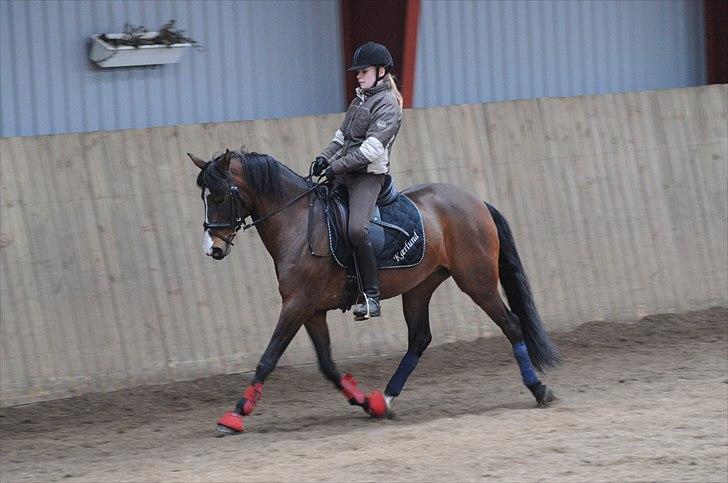 DSP ATINA KÆRLUND ***  A- PONY** billede 1