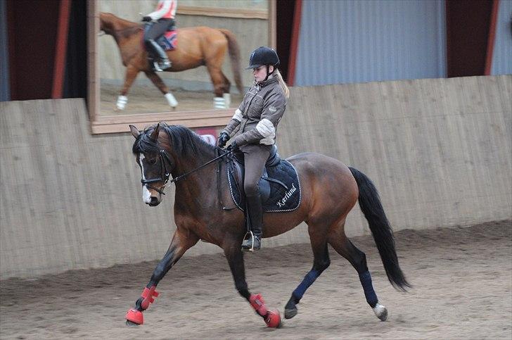 DSP ATINA KÆRLUND ***  A- PONY** billede 2