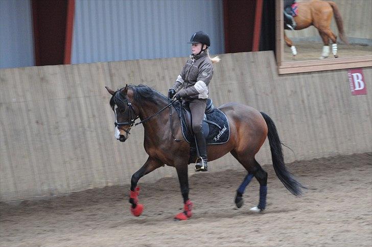 DSP ATINA KÆRLUND ***  A- PONY** billede 3