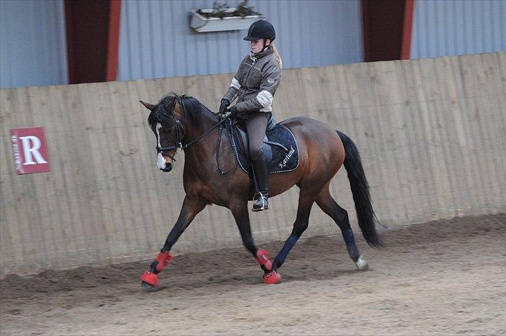 DSP ATINA KÆRLUND ***  A- PONY** billede 4