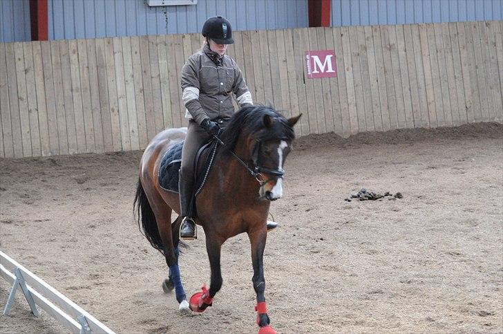 DSP ATINA KÆRLUND ***  A- PONY** billede 5