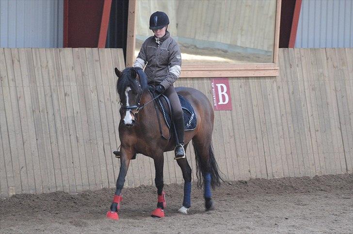 DSP ATINA KÆRLUND ***  A- PONY** billede 6