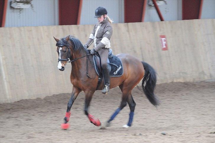 DSP ATINA KÆRLUND ***  A- PONY** billede 7