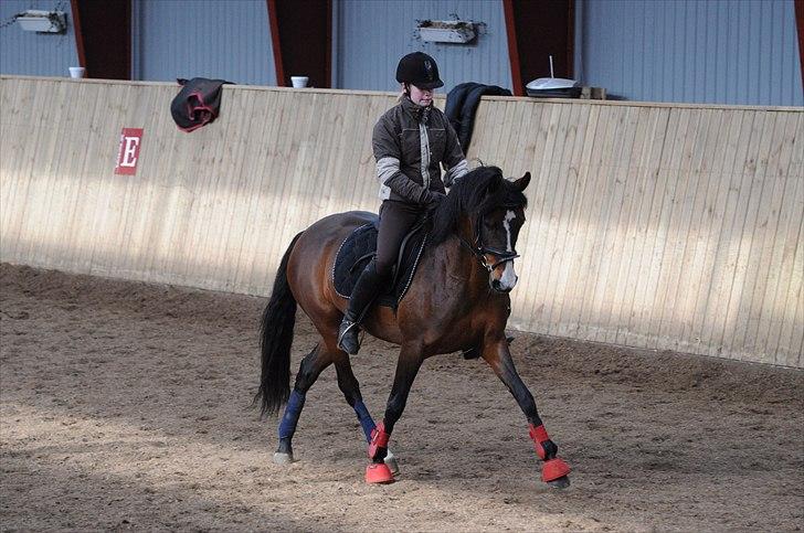 DSP ATINA KÆRLUND ***  A- PONY** billede 9